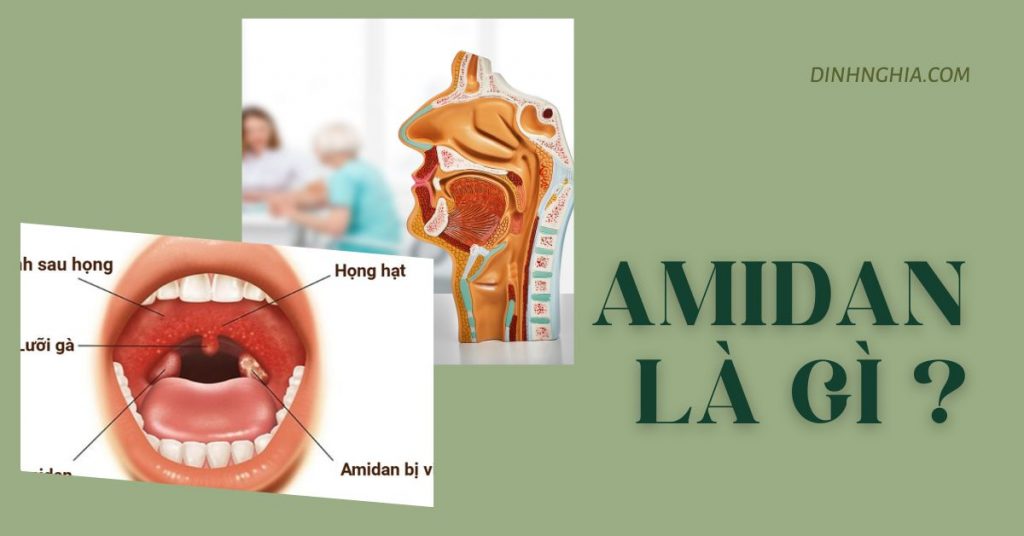 Amidan là gì? Thành phần cấu tạo và Vai trò của Amidan