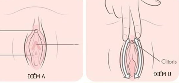 Phía trên âm vật có một vùng dây thần kinh gọi là điểm U