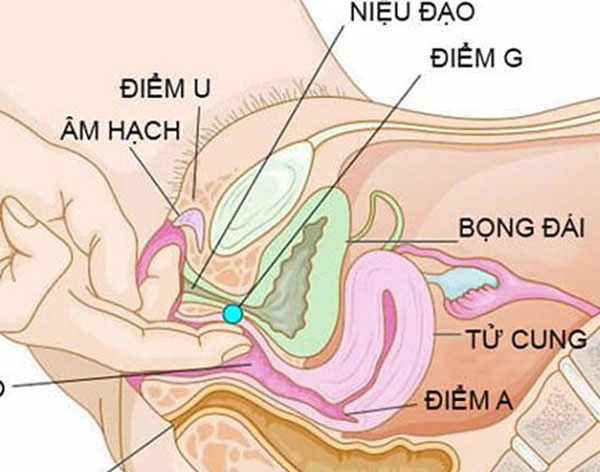 Khoa học xác định điểm G trong âm hộ của phụ nữ nằm ở thành trước âm đạo