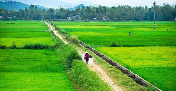 Hầu hết các tỉnh ở Đồng bằng sông Hồng đều phát triển một số cây ưa lạnh đem lại hiệu quả kinh tế lớn