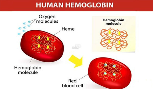 HGB được hiểu là chỉ số huyết sắc tố có trong cơ thể cụ thể là có trong máu