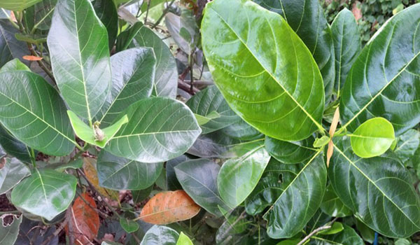 Bạn có thể dùng lá mít để điều trị
