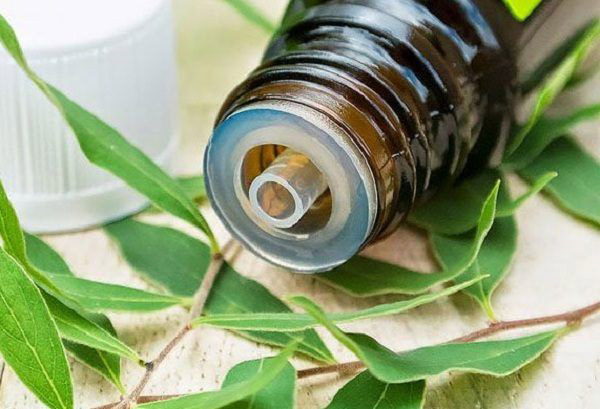 Tinh dầu tràm gió được làm từ cây tràm gió
