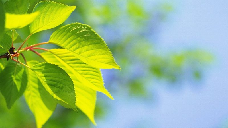Bộ phận thực hiện quá trình quang hợp ở thực vật