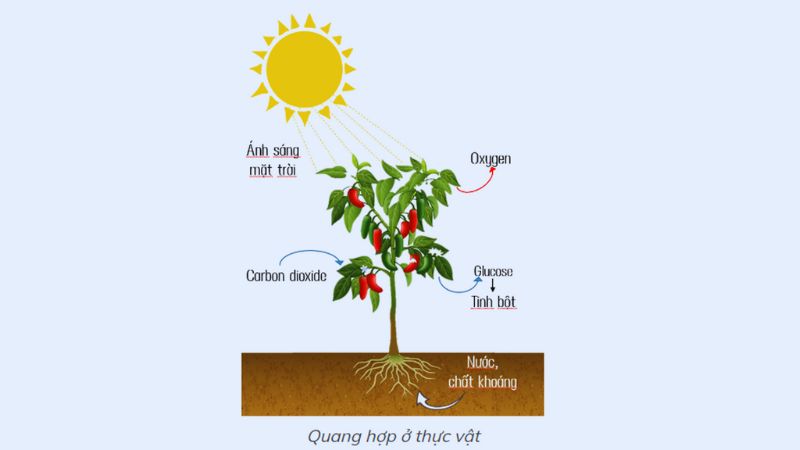 Khái niệm của quang hợp