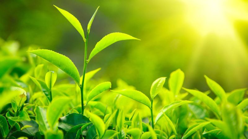 Vai trò của quang hợp