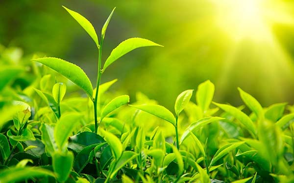 Chất diệp lục là một sắc tố quan trọng