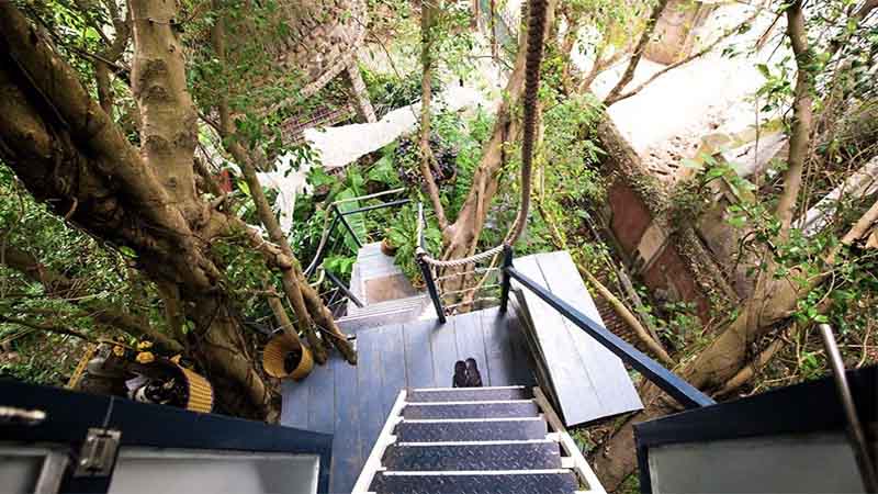 Homestay trên cây Hà Nội