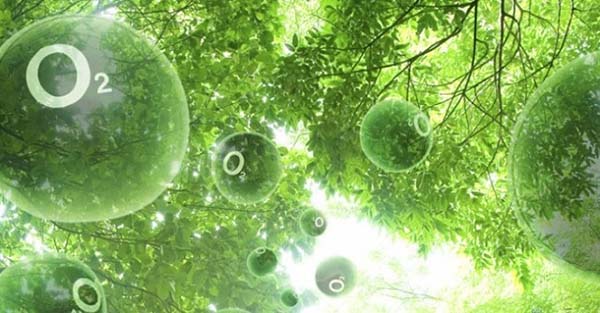 Quang hợp là quá trình tổng hợp hợp chất hữu cơ của nhóm thực vật