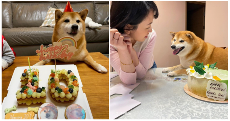 Vào ngày 4 tháng 9 năm 2017, người dùng Instagram có tên @balltze hiện đang sinh sống tại Hongkong đã đăng hình ảnh chú chó Shiba của mình