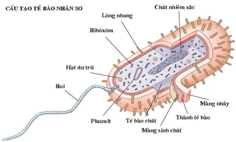 Cấu tạo của tế bào nhân sơ