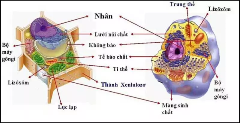 Bộ máy Gôngi và Lizôxôm
