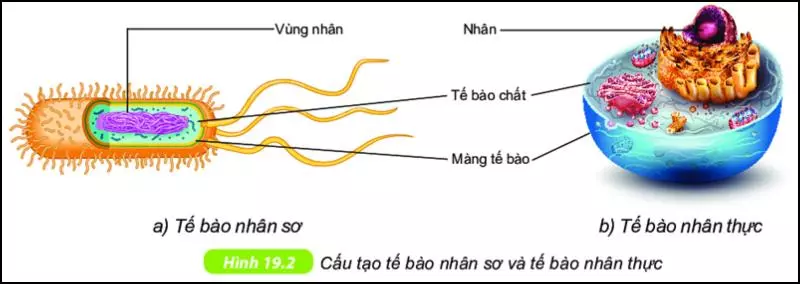 tế bào nhân thực và tế bào nhân sơ