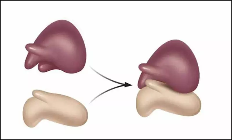 Ribôxôm của tế bào nhân thực