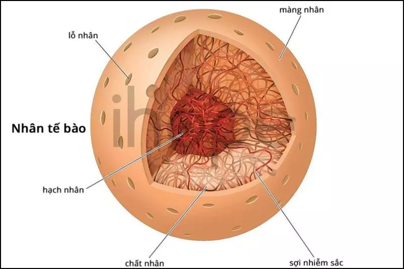 Cấu trúc của tế bào nhân thực
