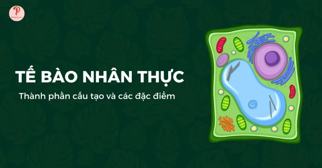 Tế bào nhân thực