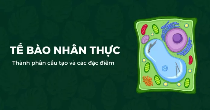 Tế bào nhân thực