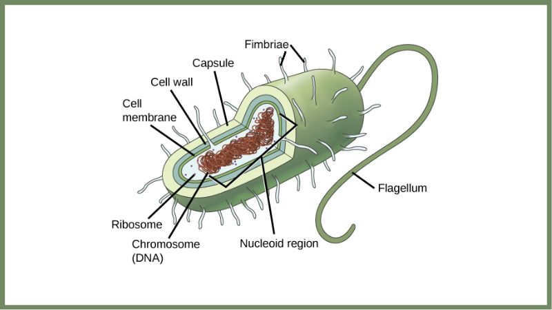 Cấu tạo tế bào prokaryote