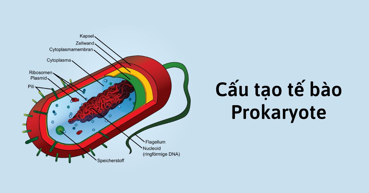 Cấu tạo tế bào Prokaryote, Thành phần và Cấu trúc tế bào Prokaryote
