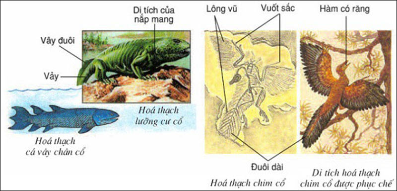 Ý nghĩa cây phát sinh giới động vật