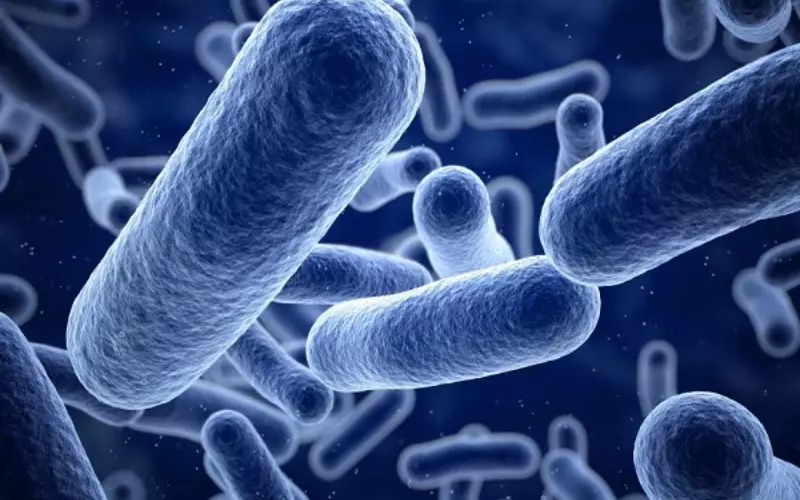 Archaea và vi khuẩn đều là vi sinh vật