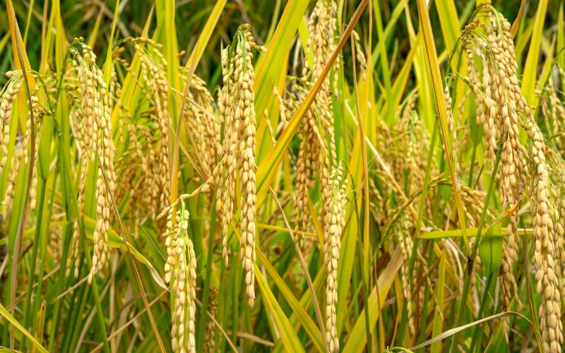 Nền văn minh lúa nước lâu đời