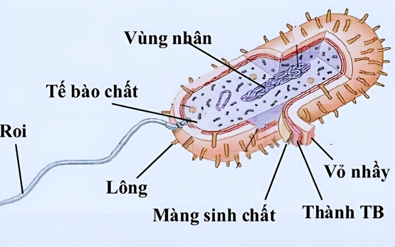 Tế bào Prokaryote là gì?
