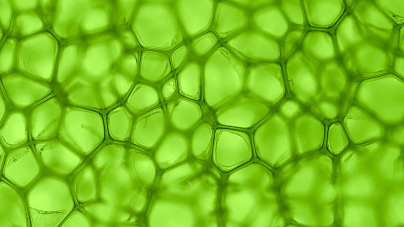 Diệp lục và Carotenoit