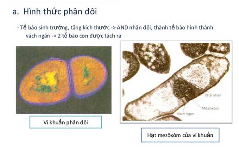 Cách sinh sản của tế bào nhân sơ