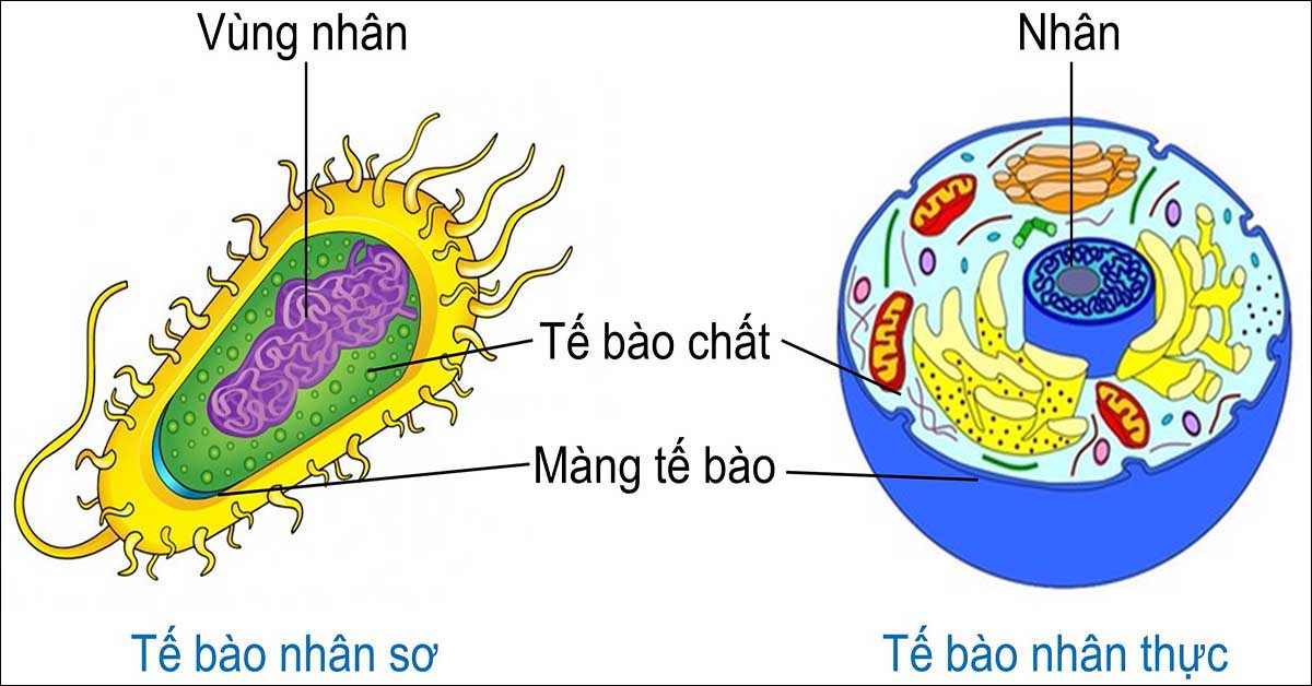 tế bào nhân sơ