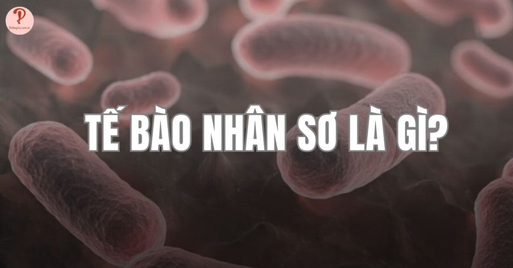 Tế bào nhân sơ là gì?