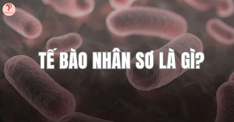 Tế bào nhân sơ là gì?