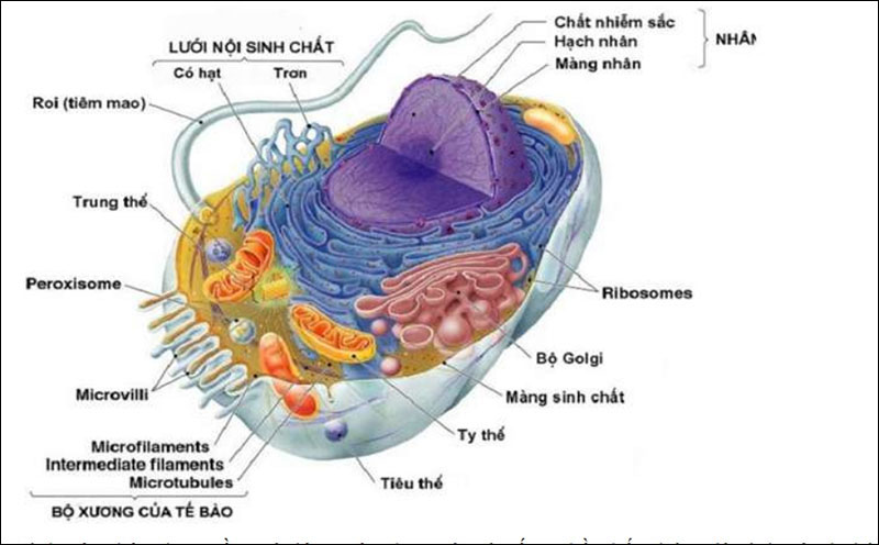 Tế bào nhân thực là gì?