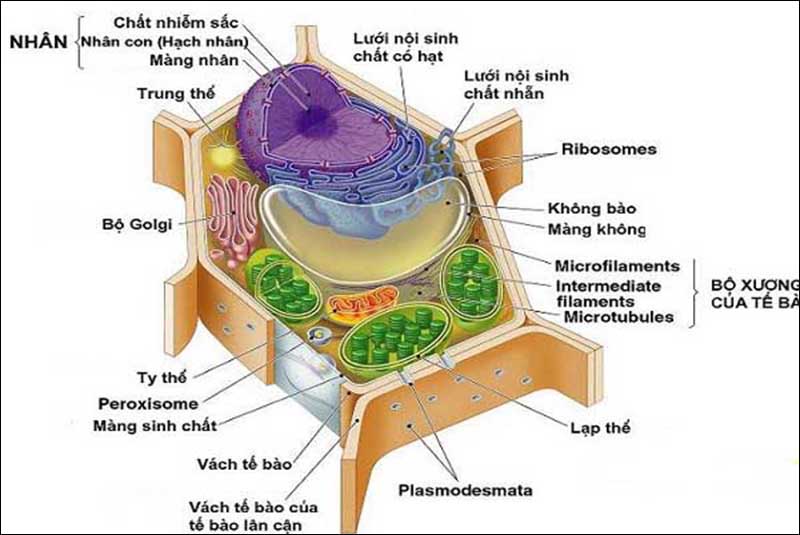 Cấu trúc của tế bào nhân thực là gì?