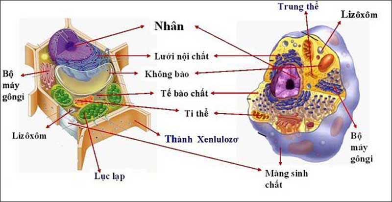 Cấu tạo cơ bản của tế bào nhân thực