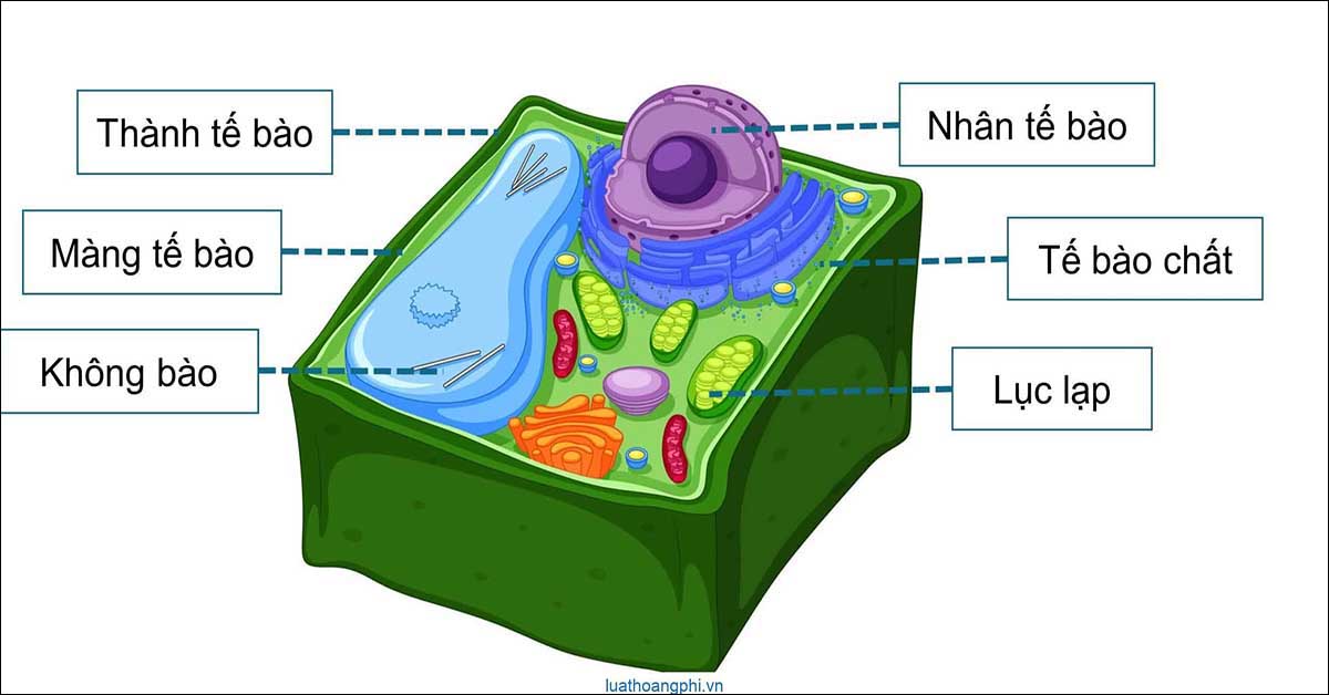 tế bào nhân thực là gì