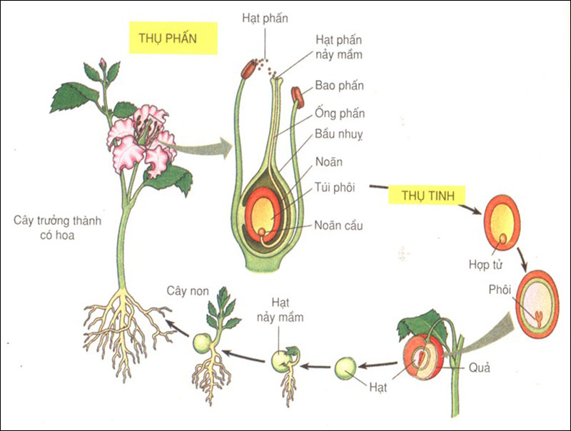 Sơ đồ phát triển của thực vật hạt kín