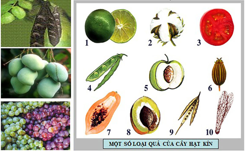 Một số loại quả của thực vật hạt kín