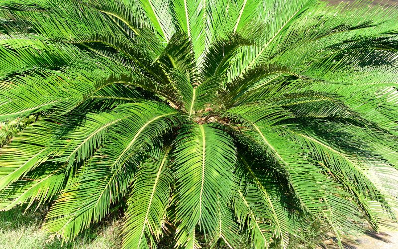 Thực vật hạt trần là gì?