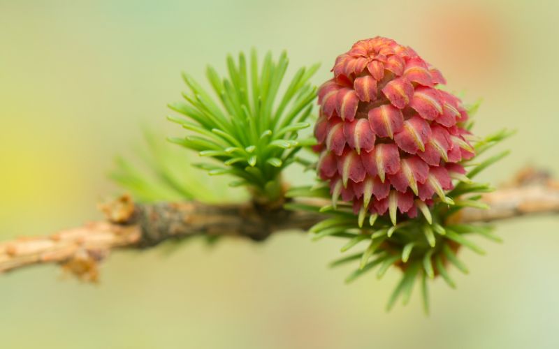 Đặc điểm cấu tạo của thực vật hạt trần