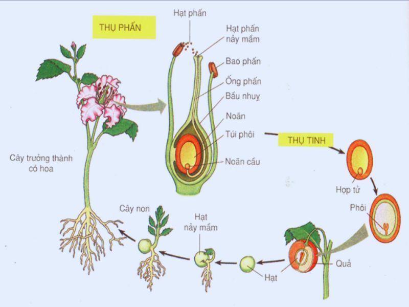 Chu kỳ sinh sản của hạt trần