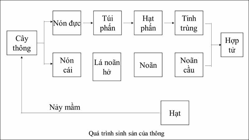 Chu trình sinh sản của thực vật hạt trần