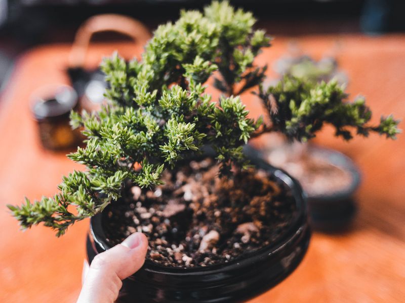 Vai trò của thực vật hạt trần