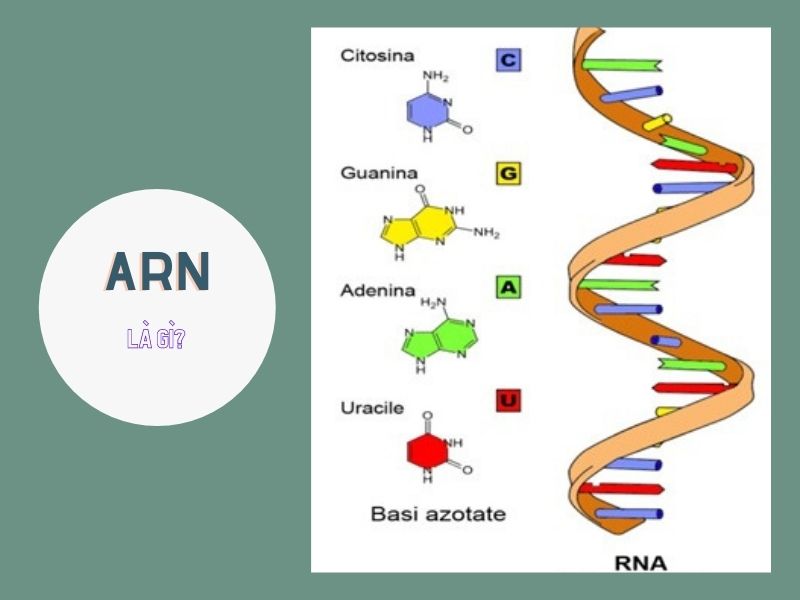 Chức năng của ARN