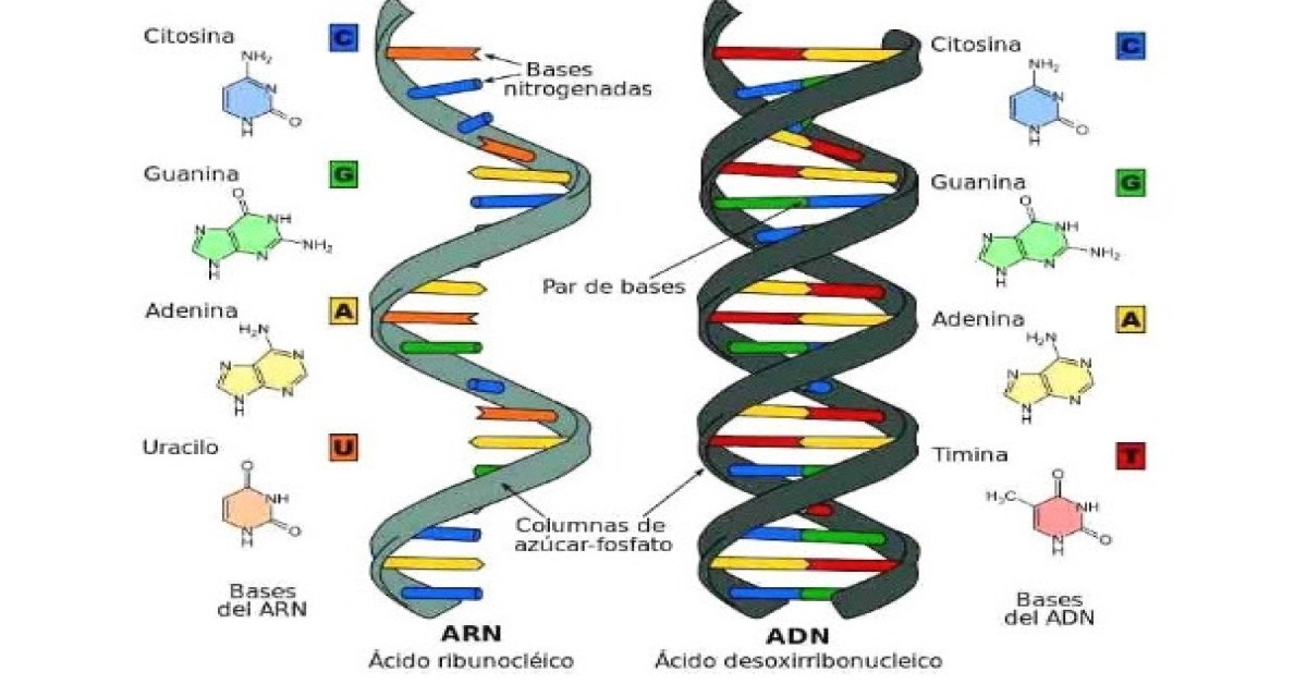 cấu trúc không gian của adn