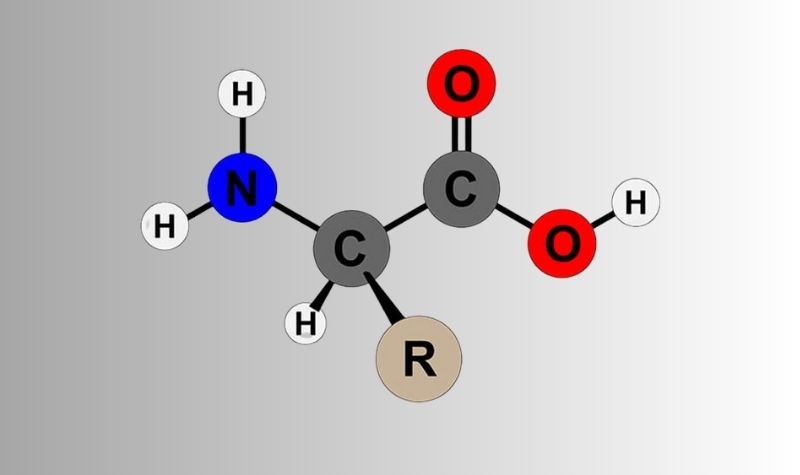 Amino axit là một loại hợp chất hữu cơ tạp chức