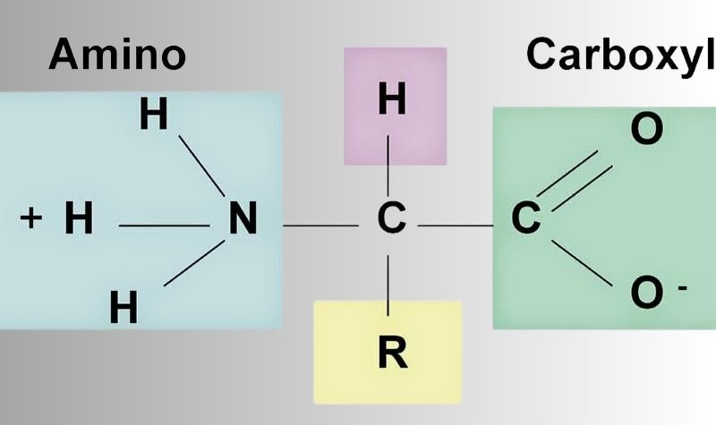 Amino acid
