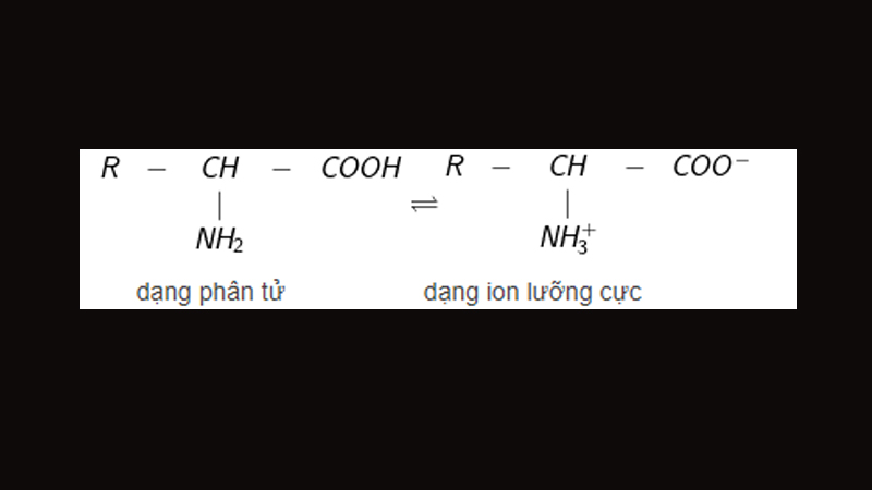 Cấu tạo phân tử của amino axit