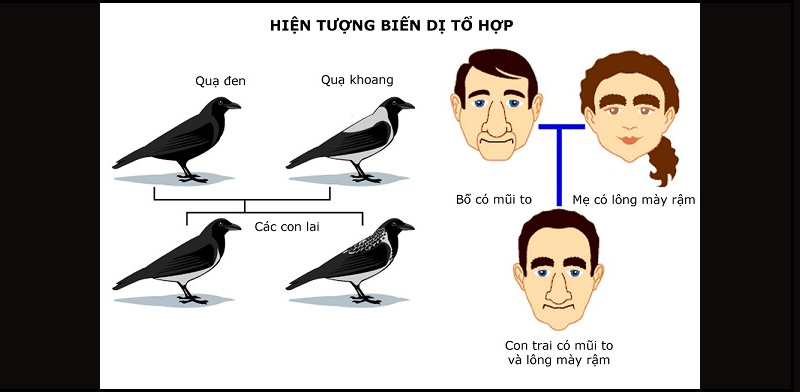 Những hiện tượng của biến dị tổ hợp