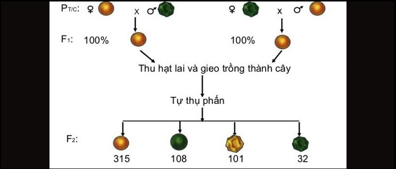 Biến dị tổ hợp có ý nghĩa quan trọng trong chọn giống cây trồng, vật nuôi